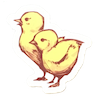 bocoup-chicks